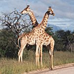 Giraffe - Etosha